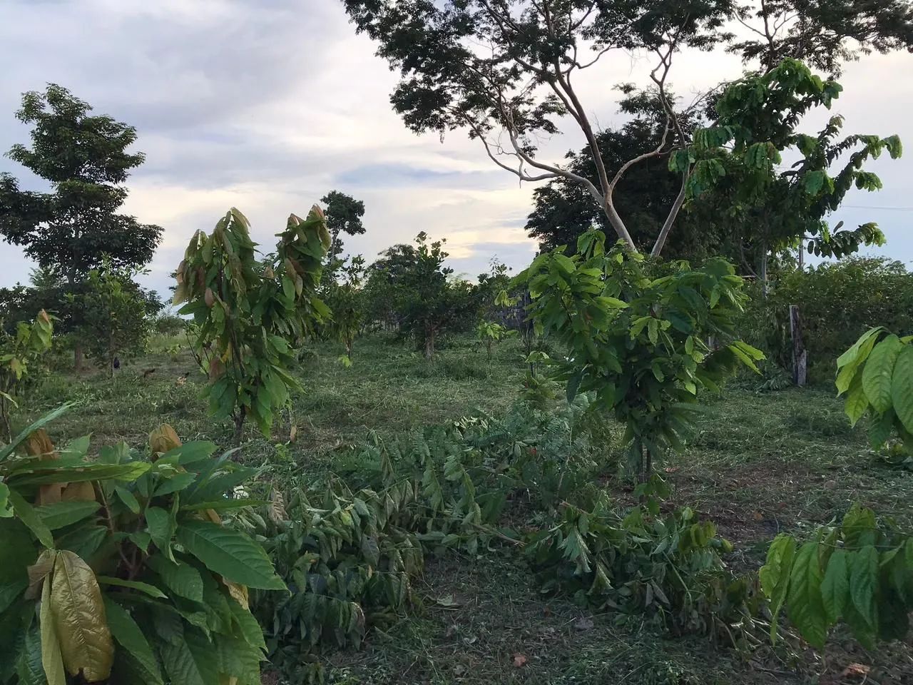 5 alqueire de terra. Ideal para quem quer criar gado - Foto 3