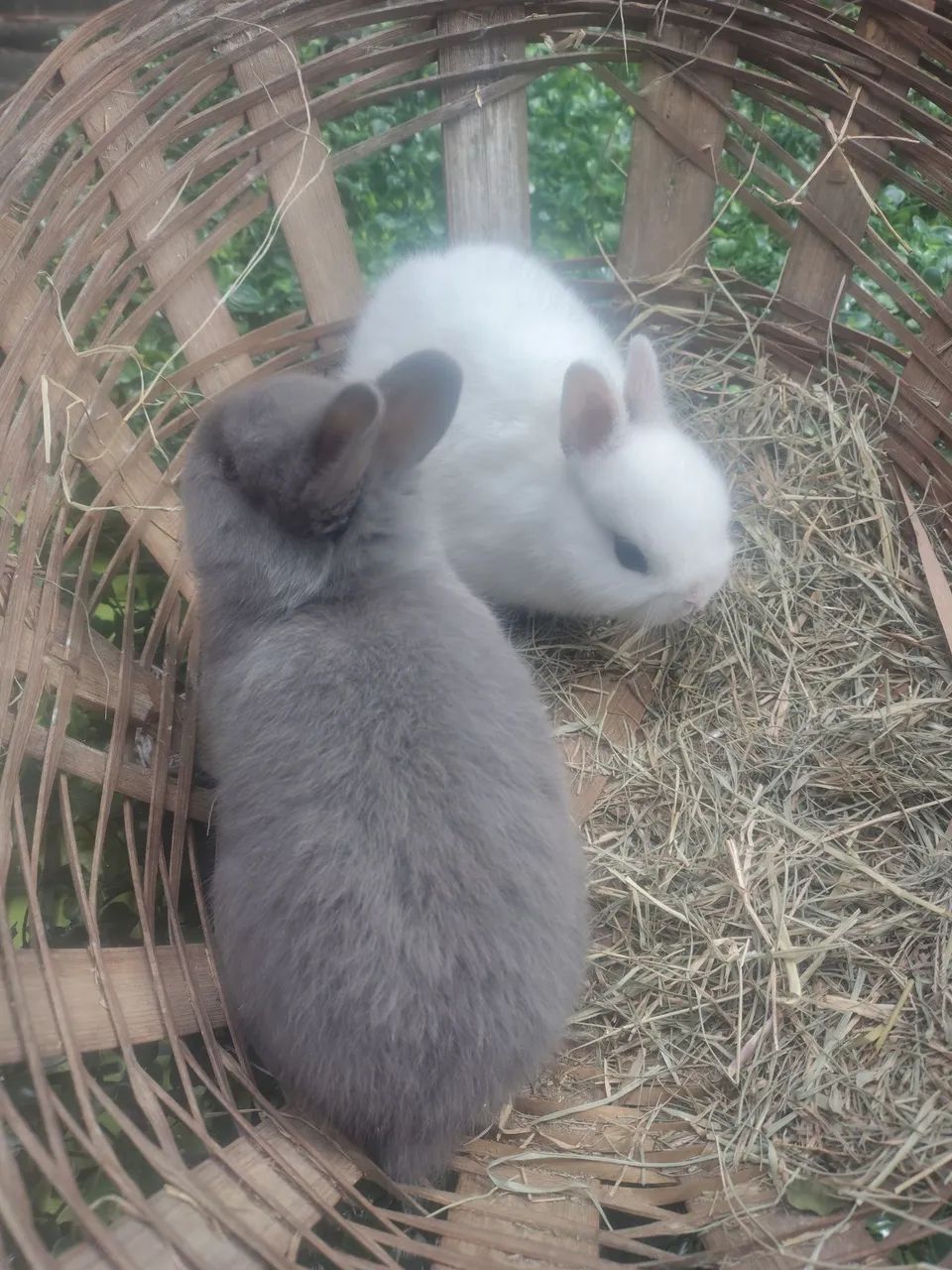 Coelhos  - Foto 6