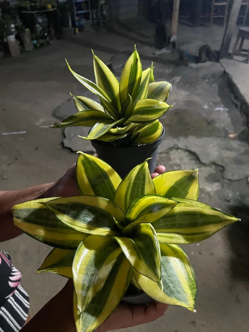 Mudas de plantas - Foto 4