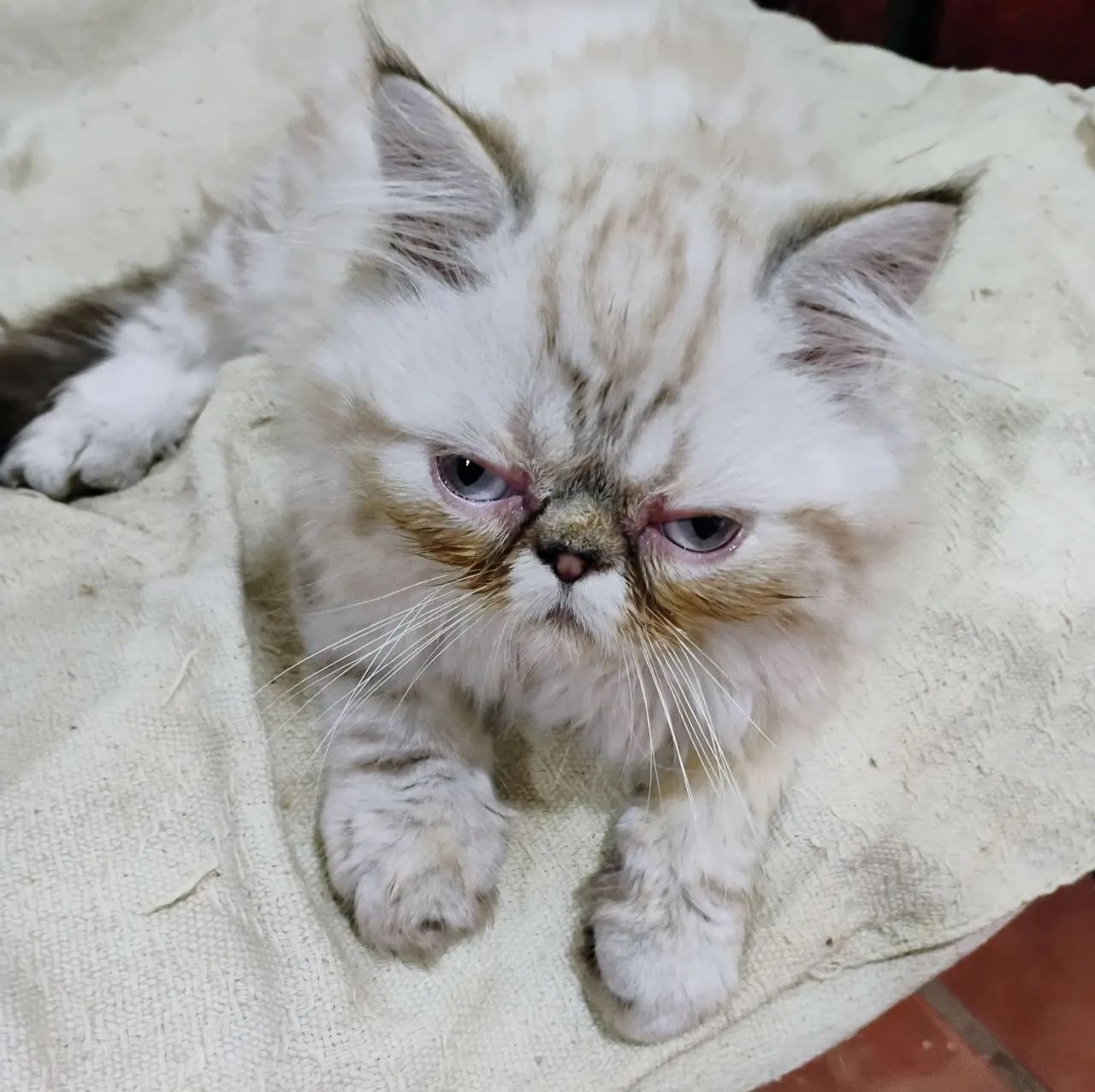 Gato Persa Filhotes Litoral  - Foto 3