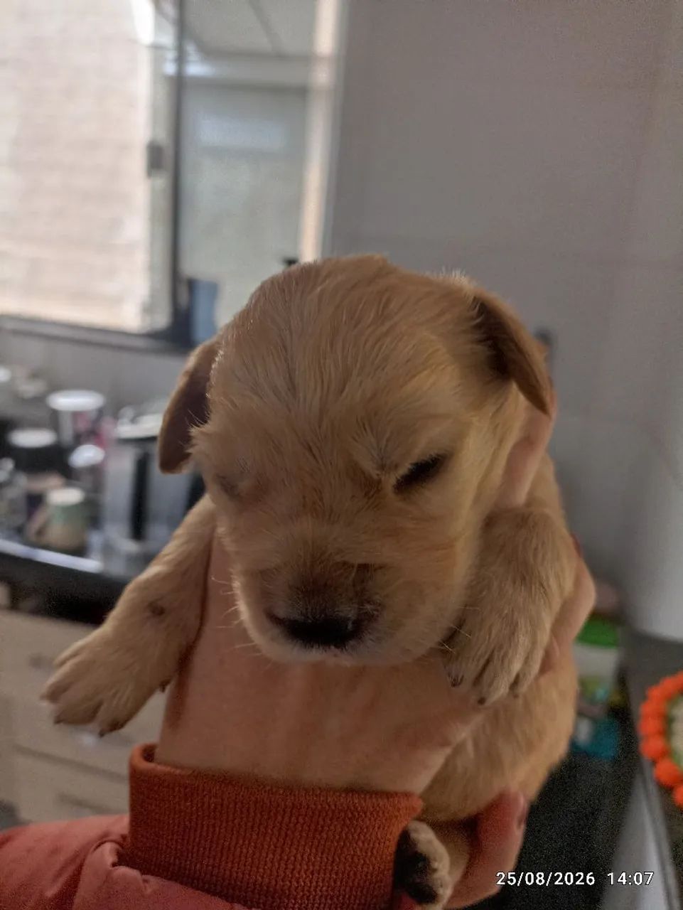 Golden Retriever 