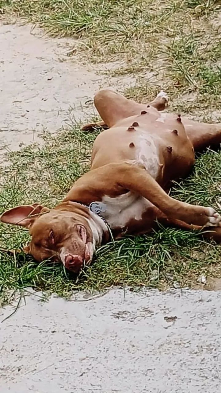 Doa-se pitibull dócil 