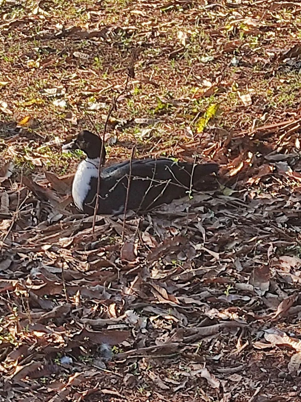Frangos e patos  - Foto 5