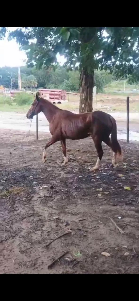 Vendo egua mansa boa , anda bem.  Nova , 5 anos , choquiado com manga larga 