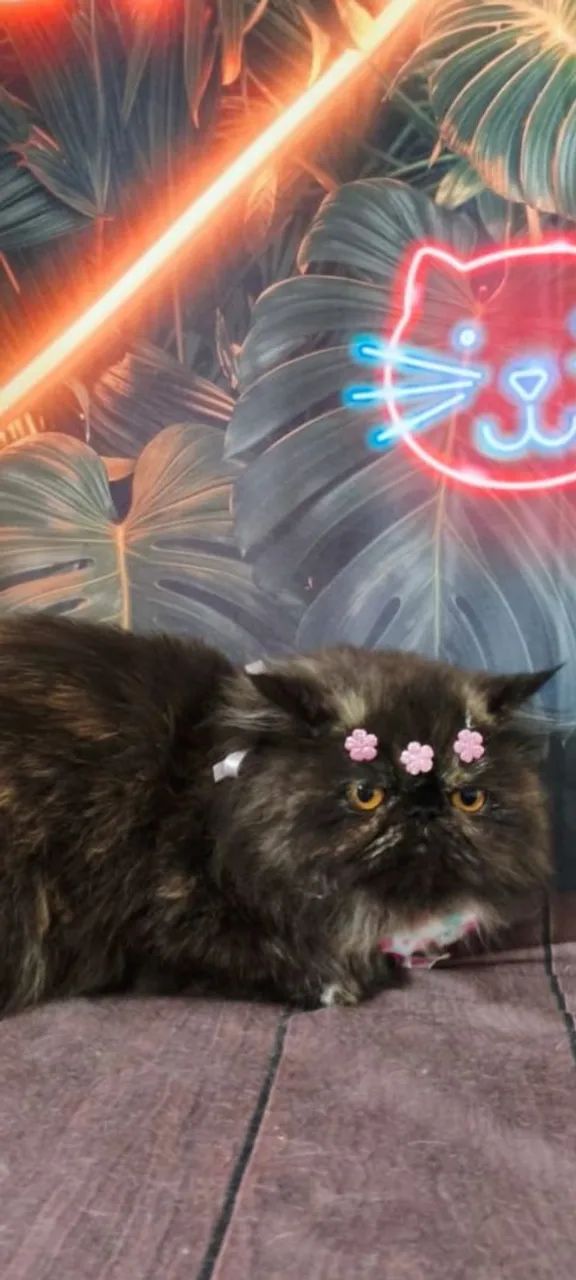 Gata persa - Foto 2
