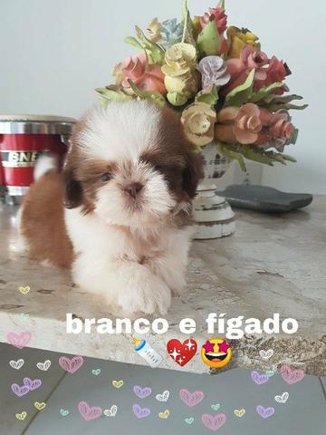 Filhotes de shih tzu com pedigree