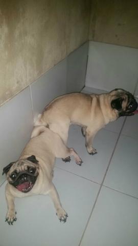 Lindo pug abricot pra cruzamento tenho predgre
