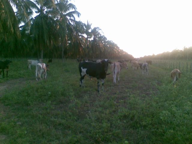 Fazenda 500ha - Foto 17