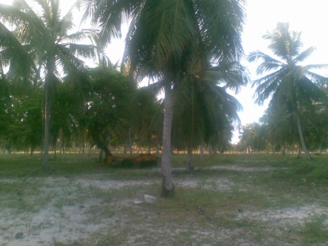 Fazenda 500ha - Foto 10