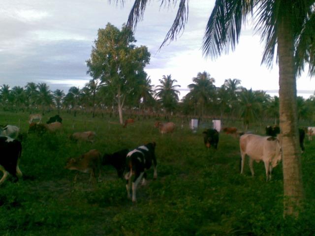 Fazenda 500ha - Foto 15