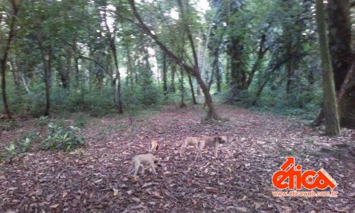 Sítio à venda em Aguas lindas, Ananindeua cod:7684 - Foto 11