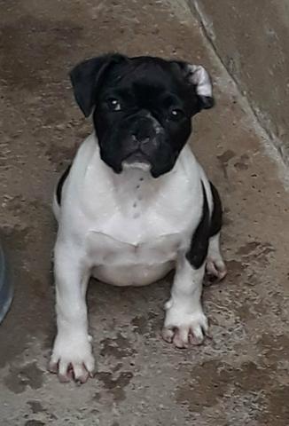 Filhote de bulldog francês