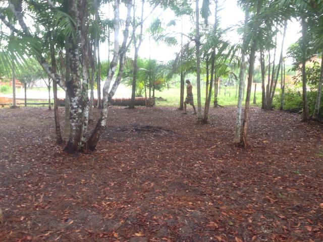Terreno com plantação de açaí - Foto 4