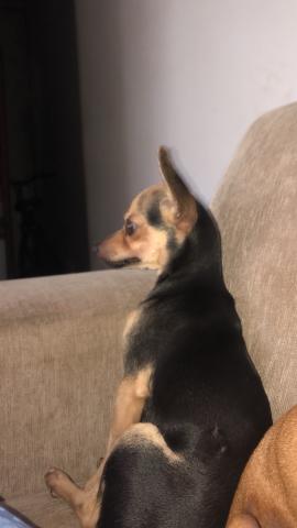 Cachorro Pincher - Foto 3