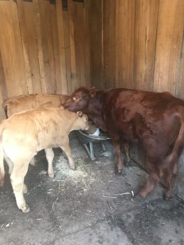 Vendo terneiros, novilha e vacas Angus
