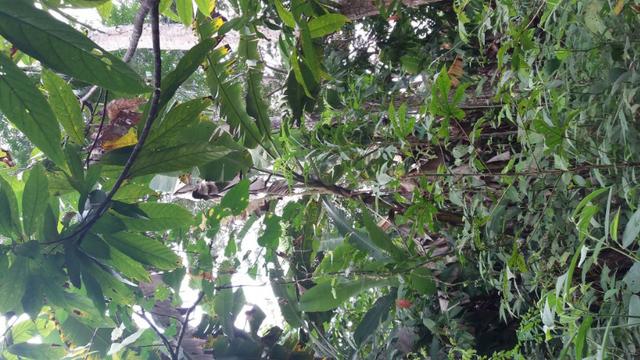 Terra para Fazenda ou sitio ( tenho um ponto comercial e uma casa) zap * - Foto 4