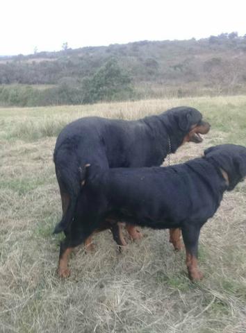Rott
