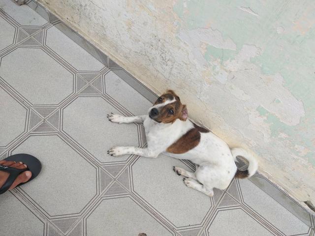 Filhote de cachorro raça pinscher - Foto 3