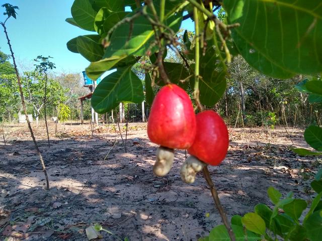 Vendo 2 dois sitio em Nazaria Teresina Piauí - Foto 14