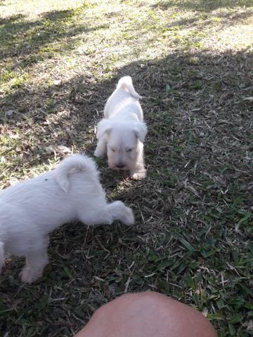 Schnauzer miniatura Branco mega oferta dia das crianças - Foto 6