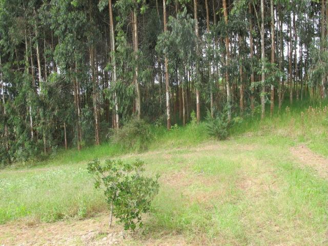 Chácara 32.000 m² - Foto 3