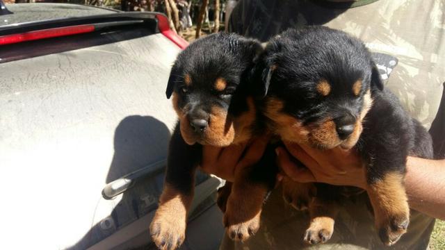 Canil Euro Filhotes de Rottweiler com Pedigree lindos em ate´12x cartao