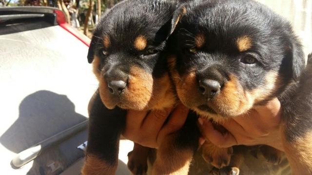 Canil Euro Filhotes de Rottweiler com Pedigree lindos em ate´12x cartao - Foto 2