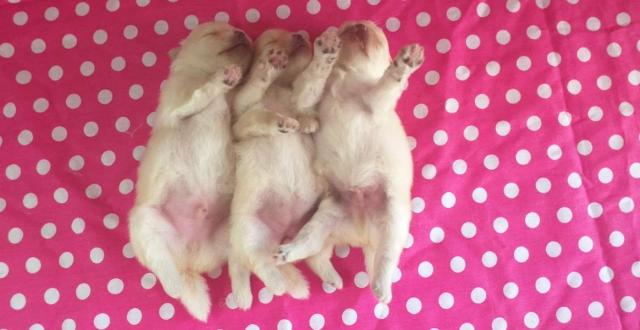 Spitz alemão com pedigree cbkc - Foto 4