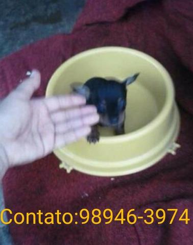 Pinscher mini zero zero aceito cartão - Foto 2