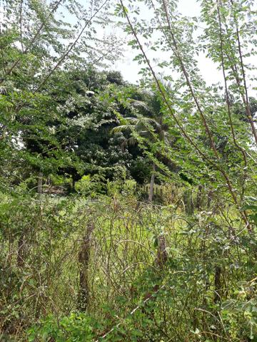 Terreno em barreirinhas - Foto 6