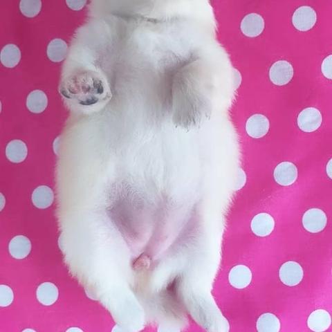 Spitz alemão com pedigree cbkc
