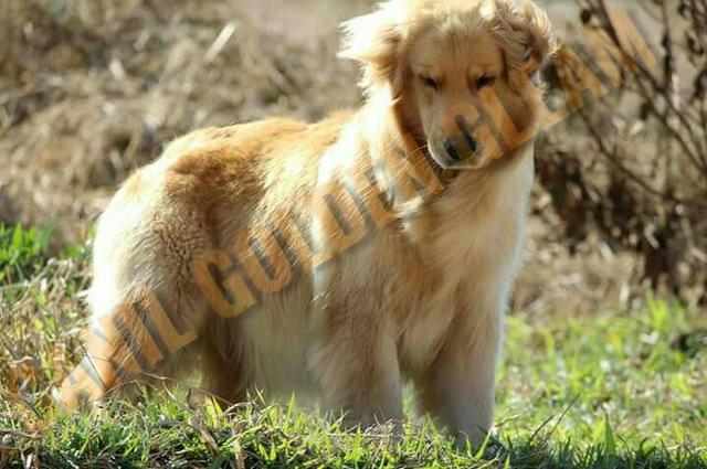 Golden Retriever. Canil Golden Gleam Linhagem Premiada CbKc Desconto de 20% ! - Foto 2