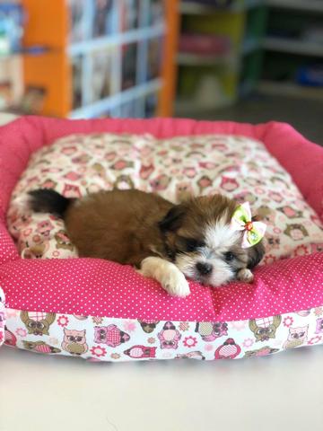 Shihtzu lindos perfeitos e saudáveis!! confira
