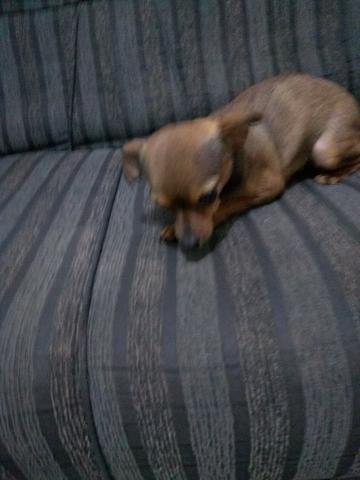 Vendo uma Pinscher - Foto 3