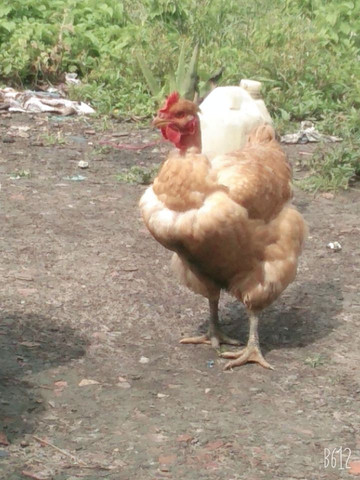 Vendo galinha de capoeira - Foto 3