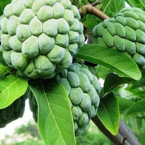 Mudas Frutíferas Enxertadas!