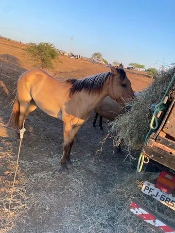 Vaquejada em 2023  Fotos de cavalos, Égua quarto de milha, Imagens de  vaqueiro