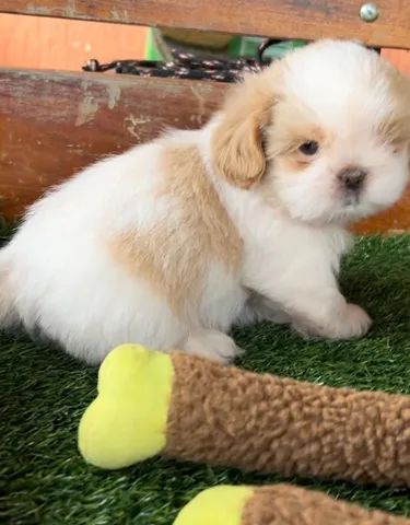 Macho de shih-tzu bem pequeno com pedigree 