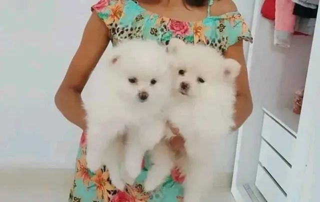 Spitz alemão o Lulu da Pomerânia - Foto 3