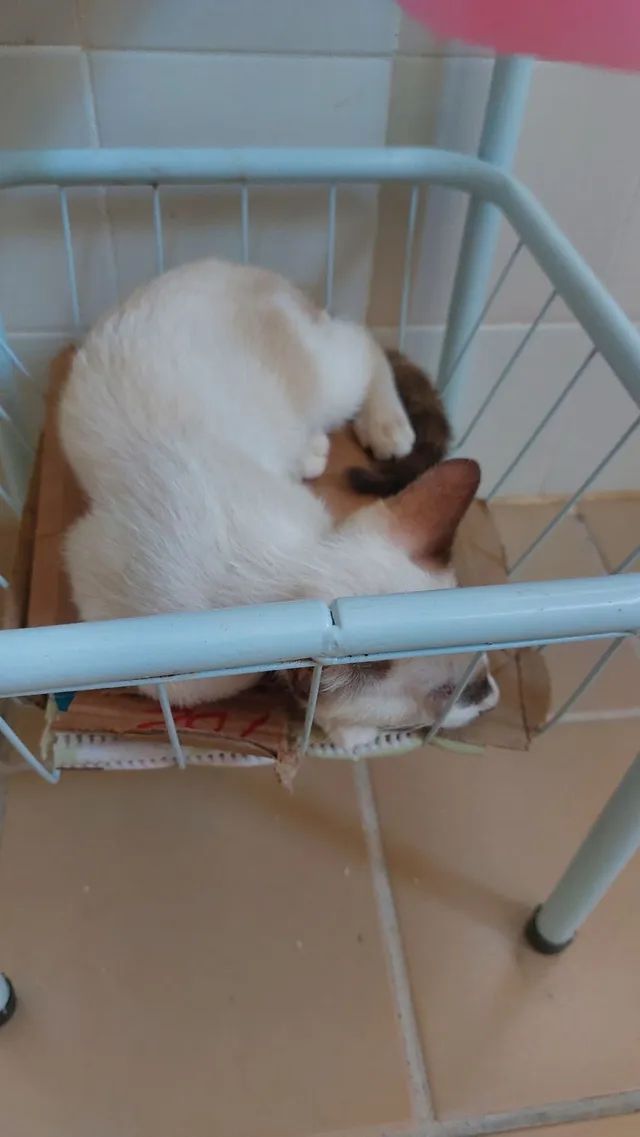 Gatinho especial (macho) psra adoção  - Foto 6