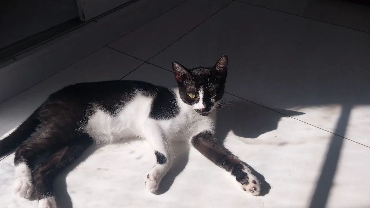 Gatinha preta e branca disponível para adoção