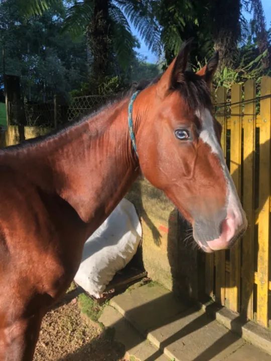CAVALO CRIOULO OLHO AZUL