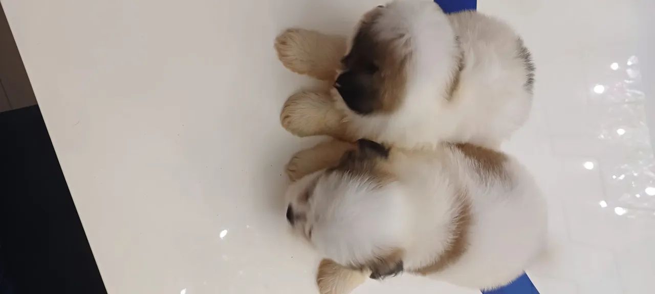 Promoção shihtzu machos ,vermifulgados. - Foto 3