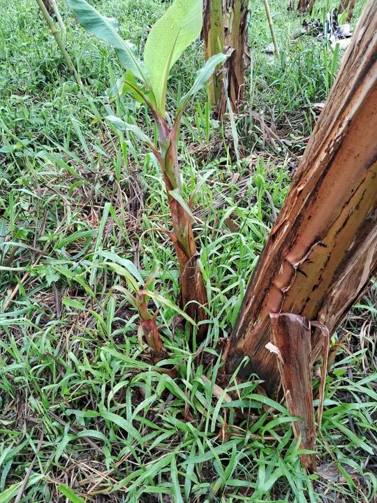 Mudas de banana BRS terra anã  - Foto 2