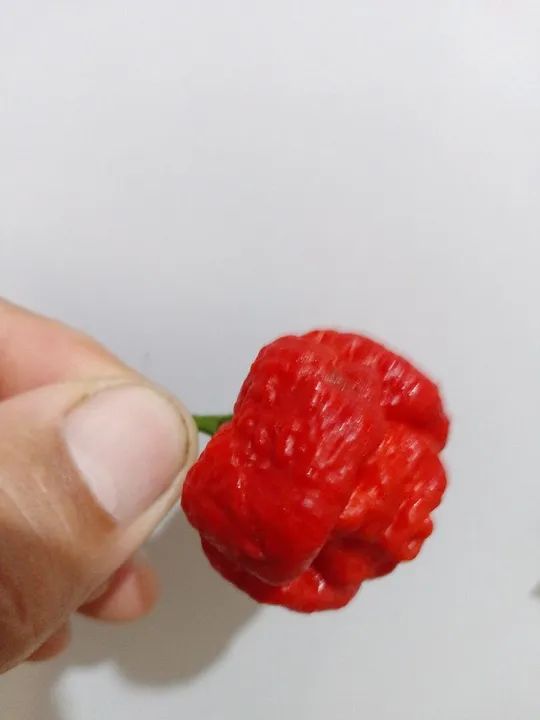 Trinidad Scorpion Moruga pimenta nuclear  - Foto 4
