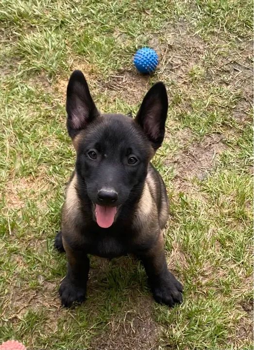 PASTOR BELGA MALINOIS - Foto 3