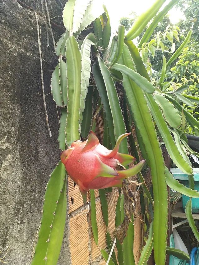 Muda de pitaya enraizadas - Foto 4