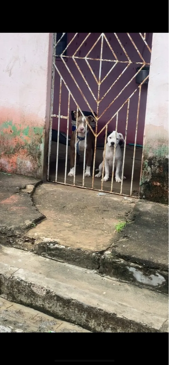 Filhotes de Pitbull Monster e American bully