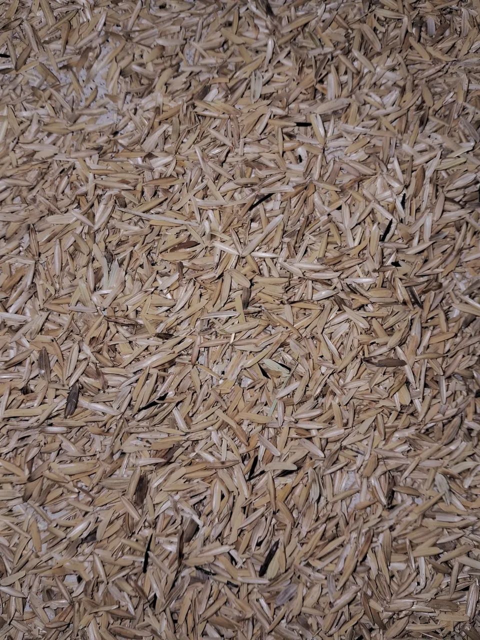 Cascas de arroz natural  - Foto 3