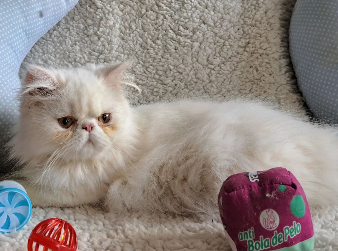 Persa macho filhotão branco - Foto 3